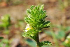 Euphrasia subarctica