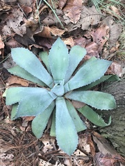 Agave guadalajarana