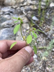 Euphorbia bifurcata