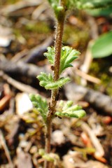 Euphrasia subarctica