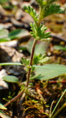 Euphrasia subarctica
