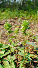 Euphrasia subarctica