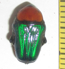 Leucocelis haemorrhoidalis