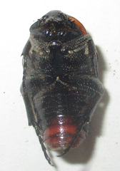 Leucocelis haemorrhoidalis