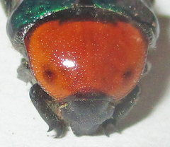 Leucocelis haemorrhoidalis