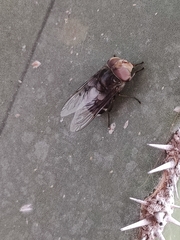 Copestylum mexicanum