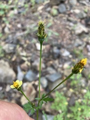 Bidens bigelovii
