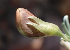 Lotononis dahlgrenii