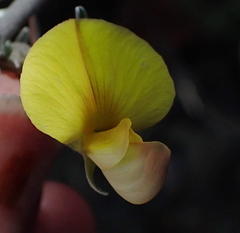 Lotononis dahlgrenii