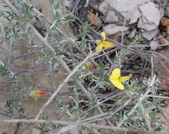 Lotononis dahlgrenii