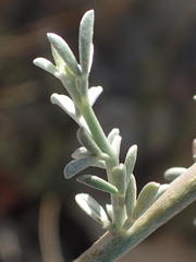 Lotononis dahlgrenii