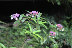 Hydrangea strigosa