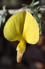 Lotononis dahlgrenii