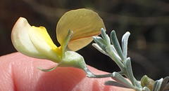 Lotononis dahlgrenii