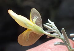 Lotononis dahlgrenii