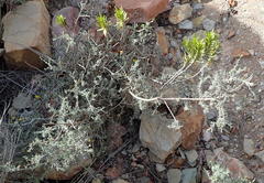 Lotononis dahlgrenii