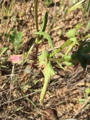 Senecio californicus