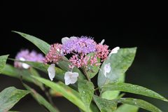 Hydrangea strigosa