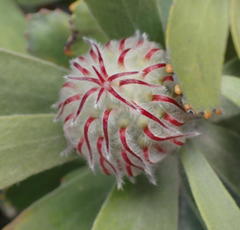 Leucospermum pluridens
