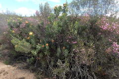 Leucospermum pluridens