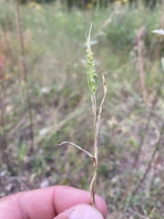 Setaria grisebachii