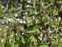 Phyciodes phaon phaon
