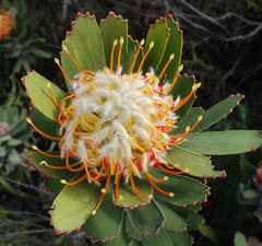 Leucospermum pluridens