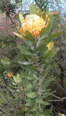 Leucospermum pluridens