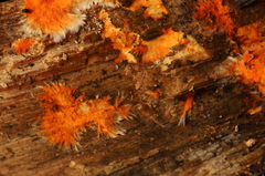 Hydnophlebia