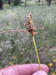 Cyperus fendlerianus