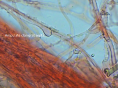 Trechispora farinacea