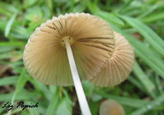 Parasola plicatilis image