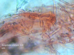 Trechispora farinacea