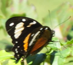 Papilio dardanus cenea