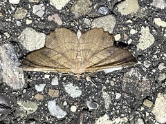 Euchlaena johnsonaria