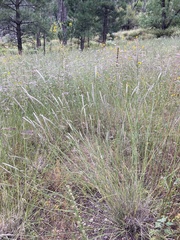 Muhlenbergia wrightii