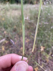 Muhlenbergia wrightii