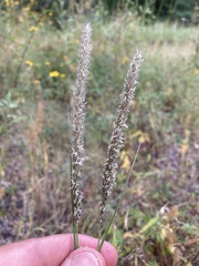Muhlenbergia wrightii