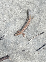 Elgaria multicarinata