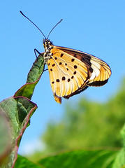 Acraea encedon encedon