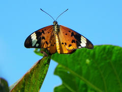 Acraea encedon encedon