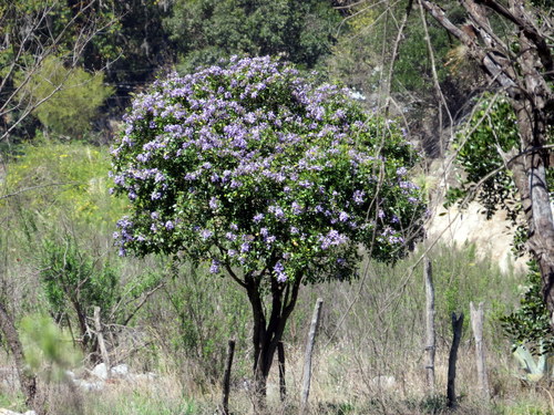 Texas mountain laurel