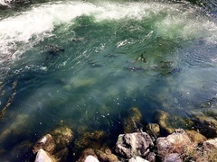 Oncorhynchus tshawytscha