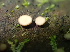 Pyrenopeziza personata