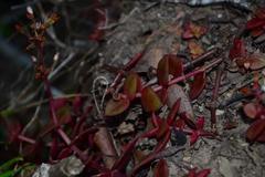 Crassula pellucida marginalis