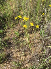 Senecio californicus