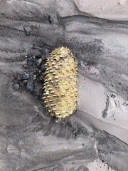 Abies magnifica shastensis