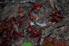 Crassula pellucida marginalis