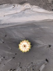 Abies magnifica shastensis