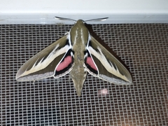 Hyles euphorbiarum